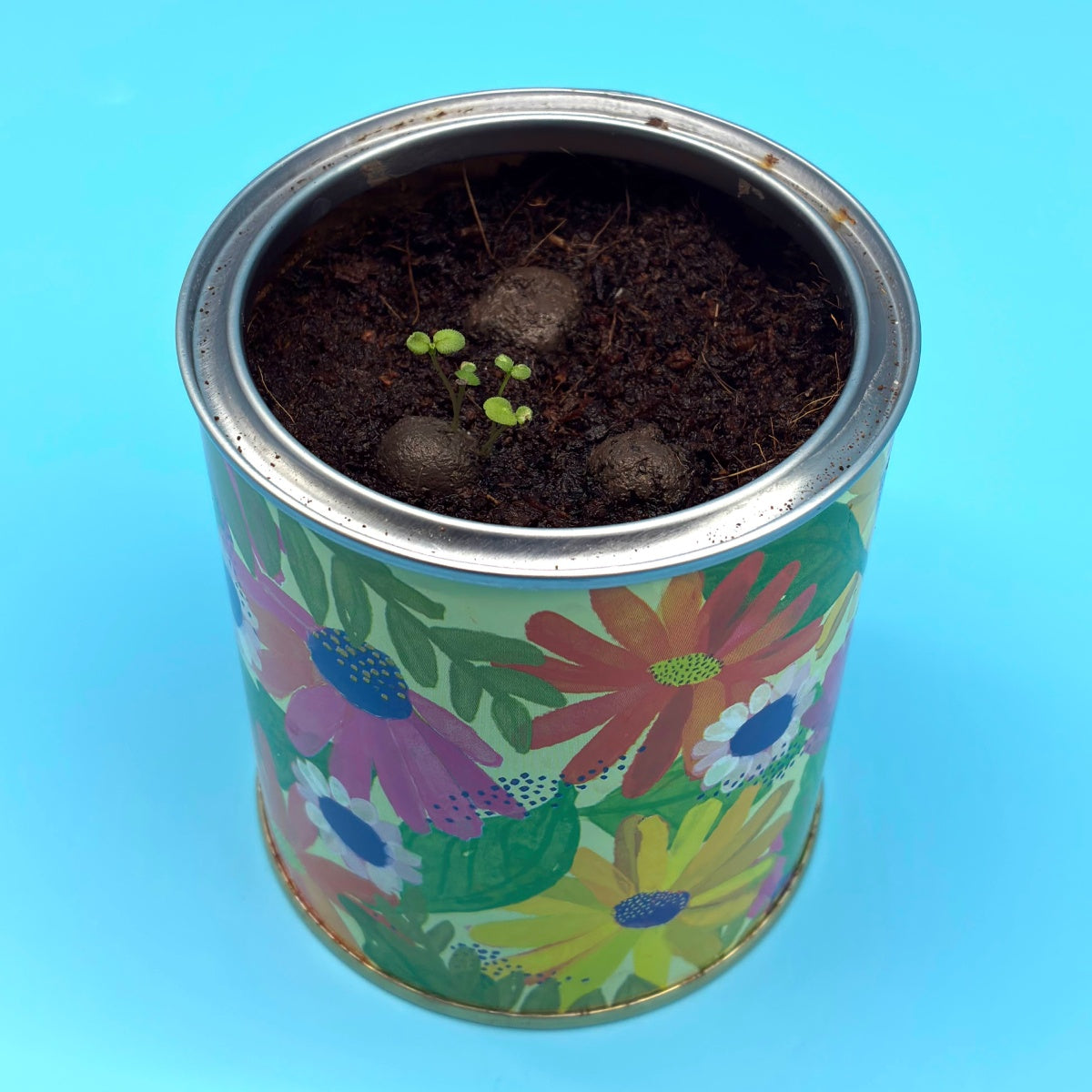 Seedball Wildflower Grow Kit
